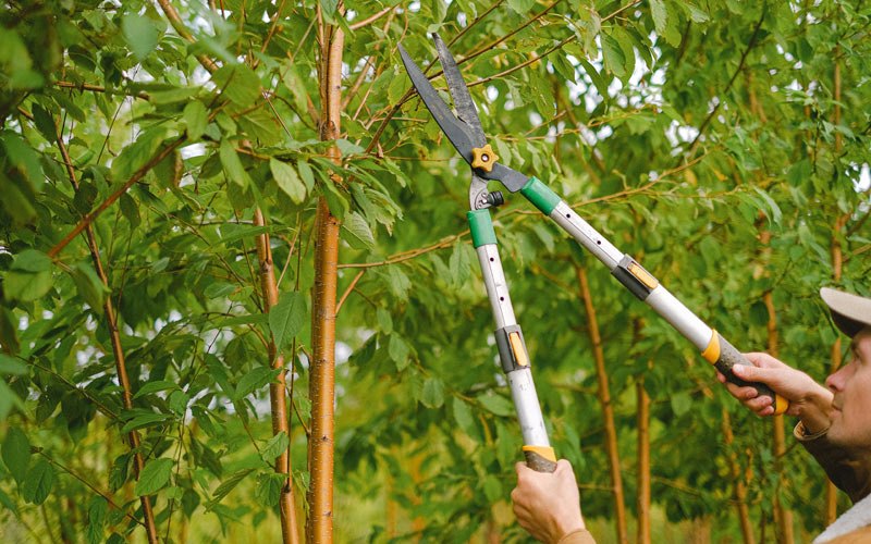 Tree trimming in Searsboro, IA